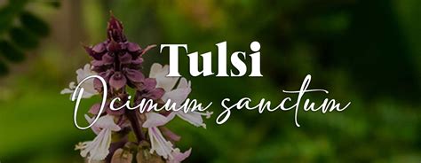 thulasi pornhat|Tulsi Monograph — HerbRally.